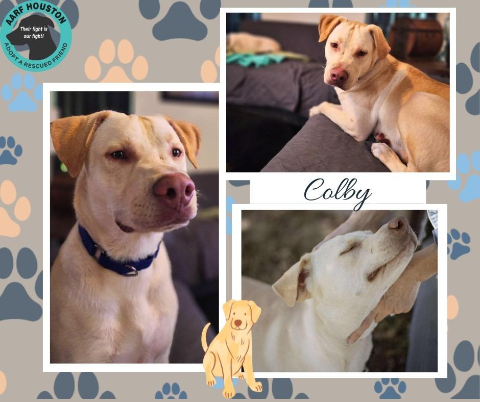 Enlarge Colby, a Adoptable mixed breed in Spring, TX image 1/6