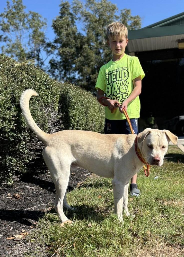 Colby, Adoptable, Young Male Labrador Retriever & Boxer.