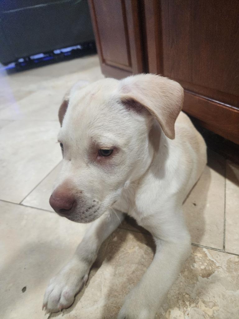 Enlarge Colby, a Adoptable mixed breed in Spring, TX image 2/6