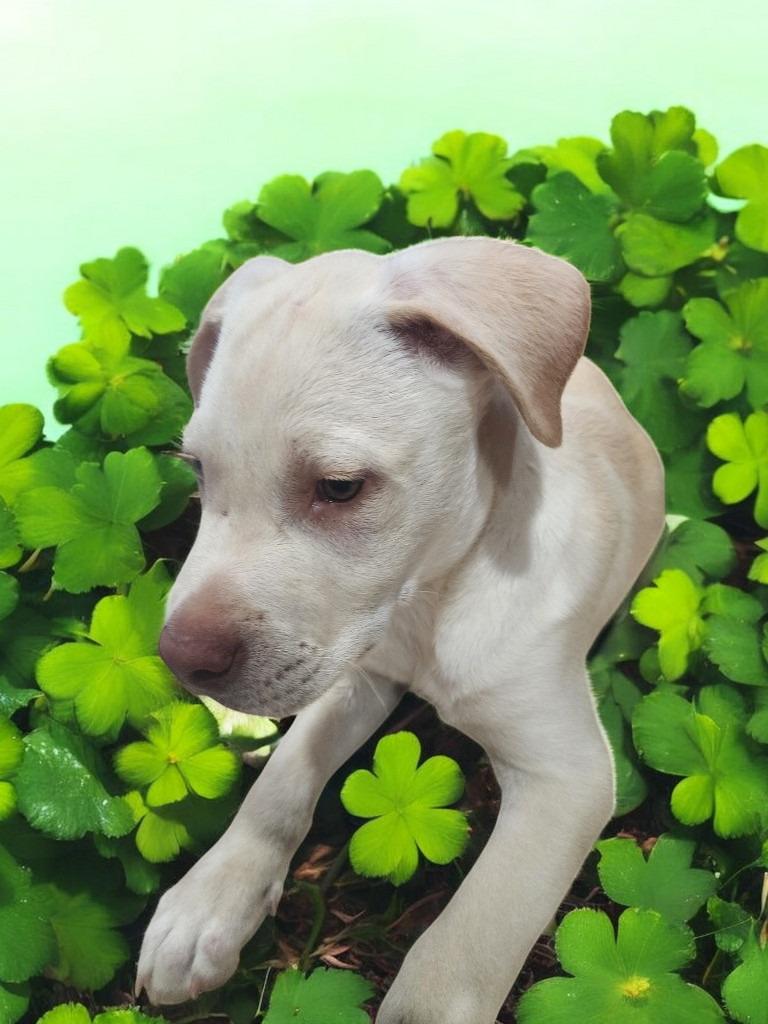 Enlarge Colby, a Adoptable mixed breed in Spring, TX image 3/6