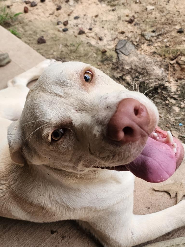 Enlarge Colby, a Adoptable mixed breed in Spring, TX image 4/6
