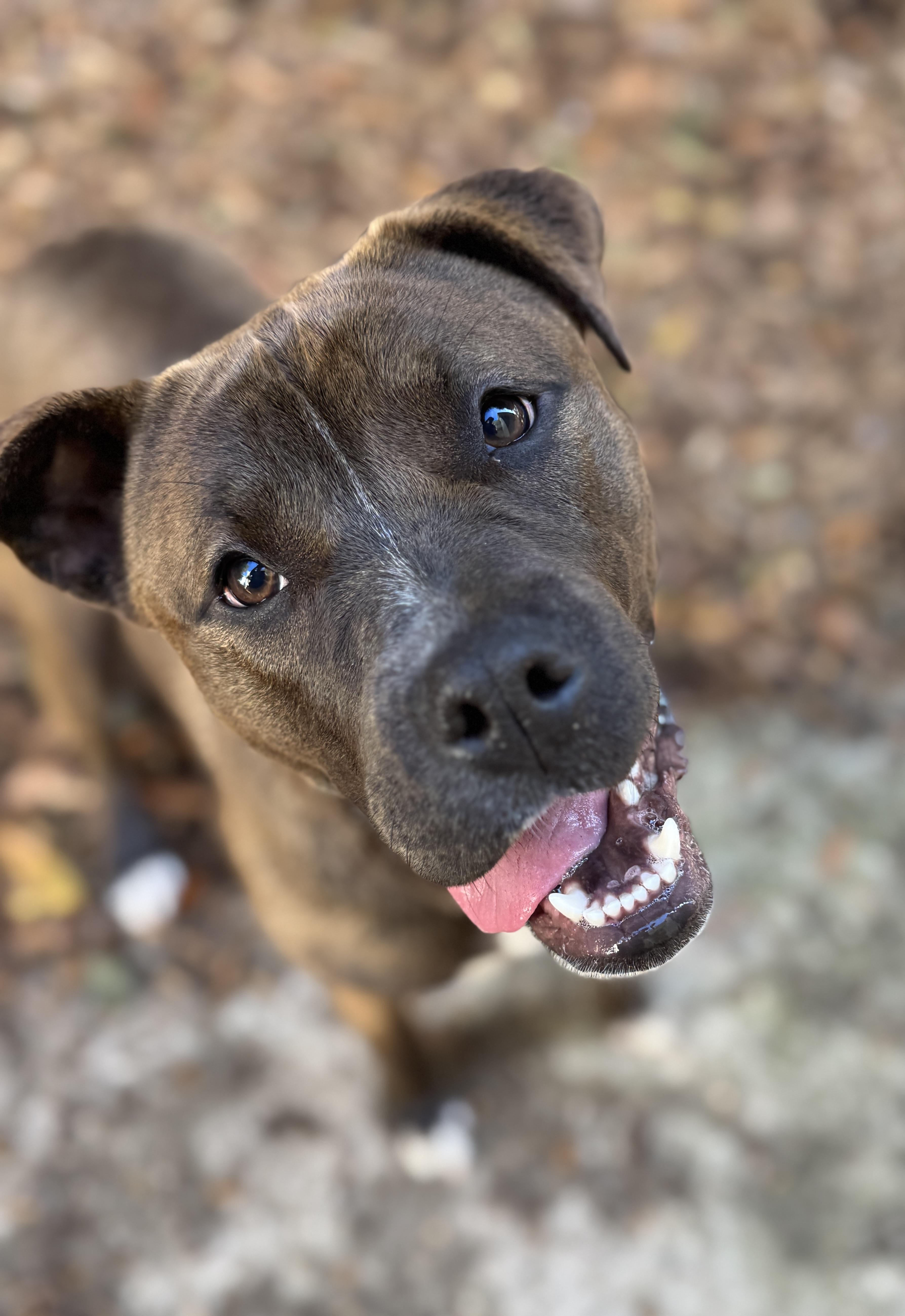 Benita , ADOPTABLE, Young Female Boxer.