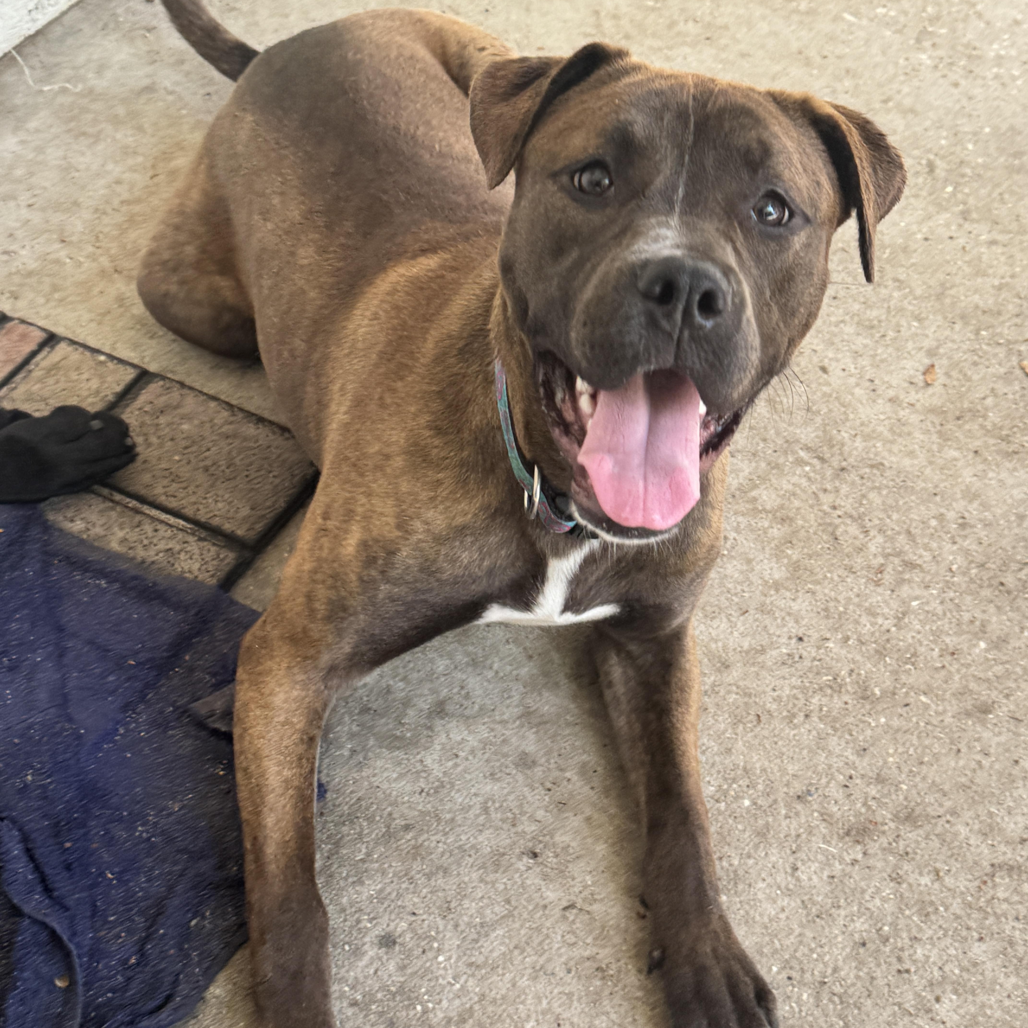 Enlarge Benita , a ADOPTABLE mixed breed in Navarre, FL image 5/6