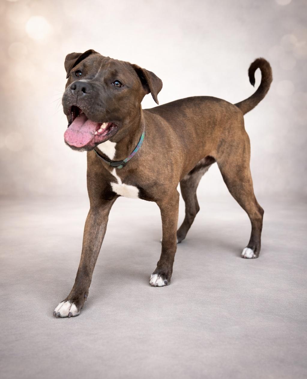 Enlarge Benita , a ADOPTABLE mixed breed in Navarre, FL image 2/6