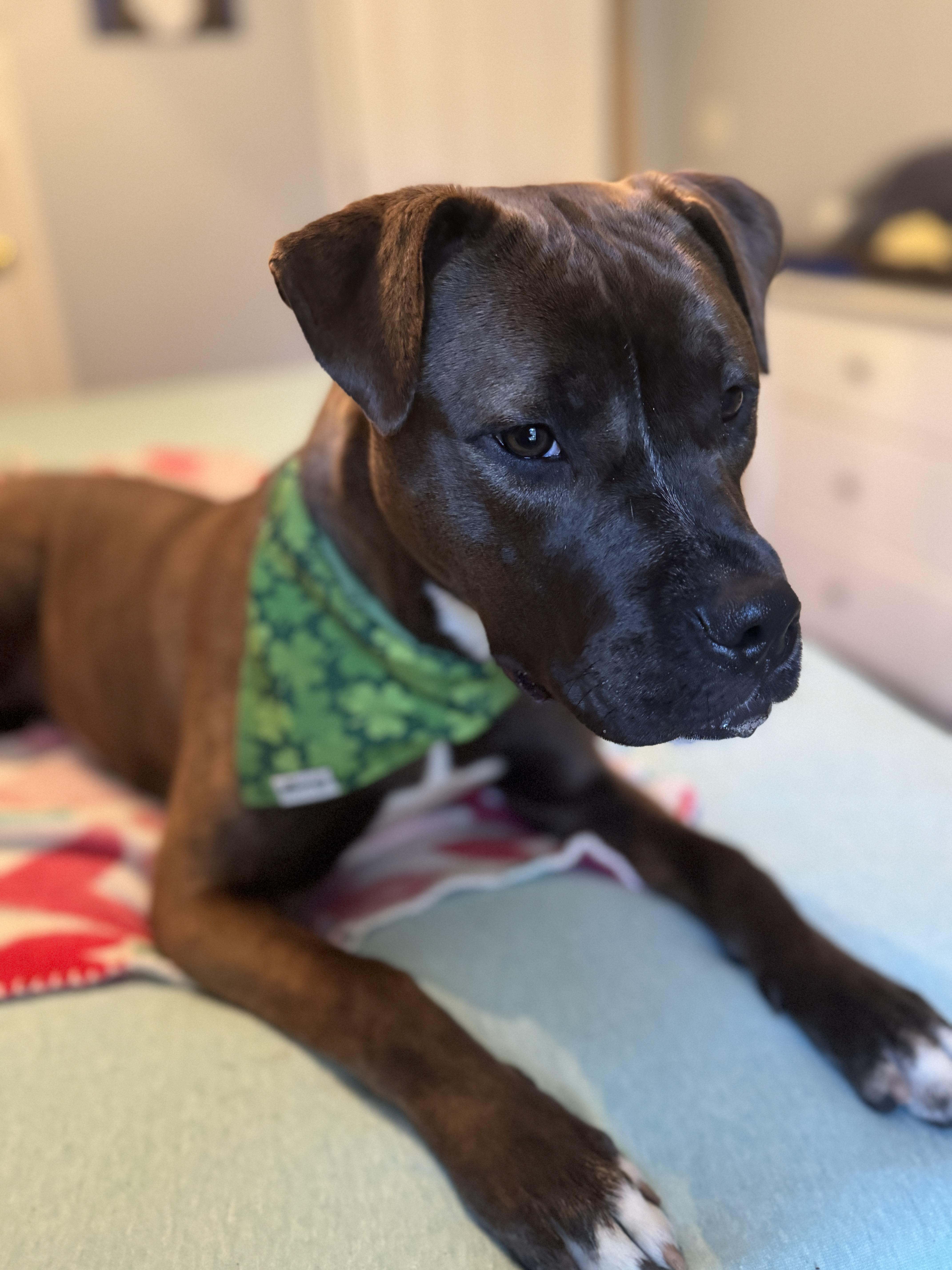 Enlarge Benita , a ADOPTABLE mixed breed in Navarre, FL image 4/6