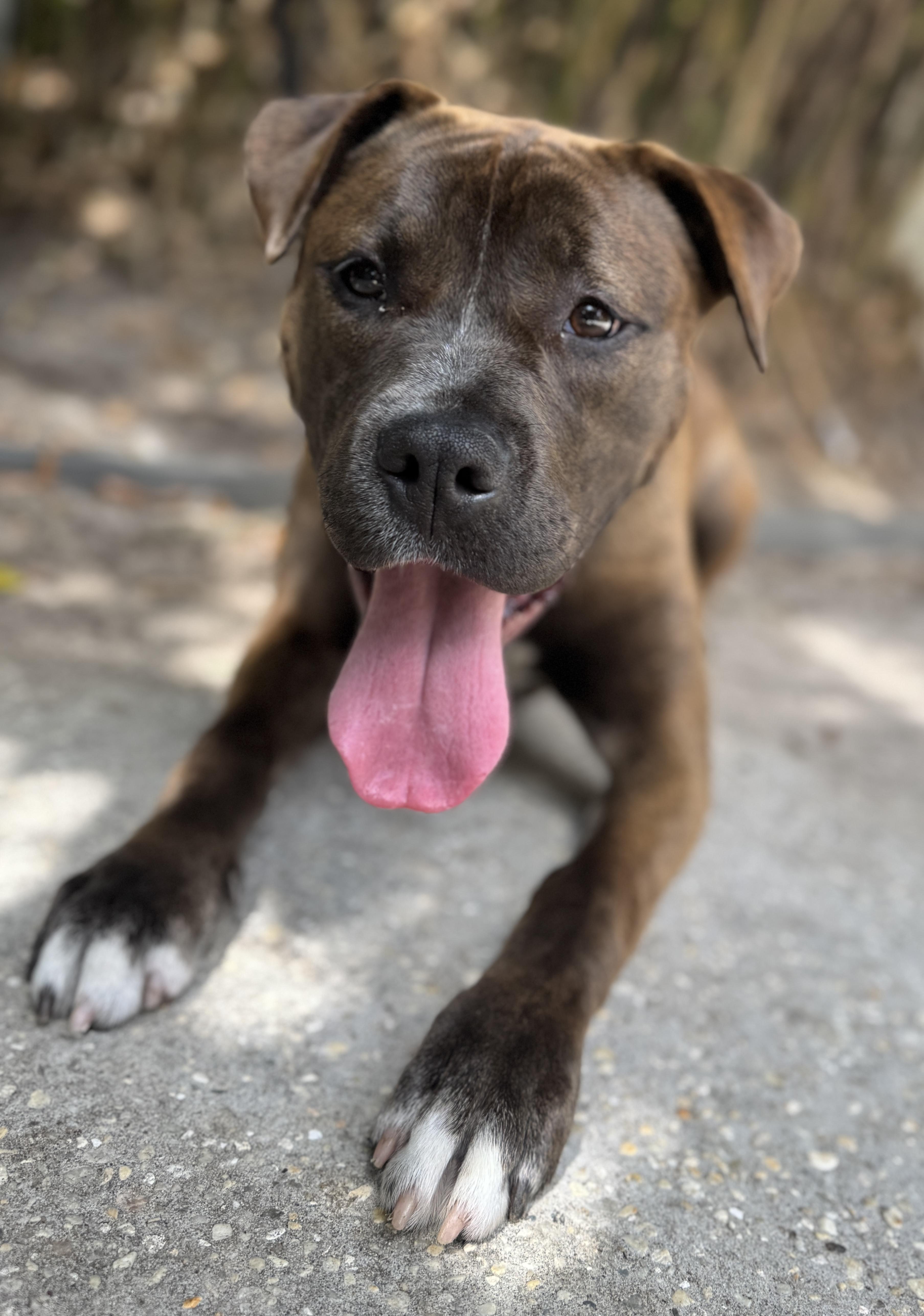 Enlarge Benita , a ADOPTABLE mixed breed in Navarre, FL image 6/6