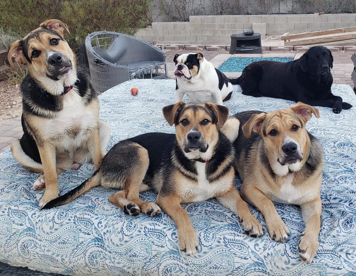 Birdie, Adoptable, Young Male German Shepherd Dog & English Bulldog.