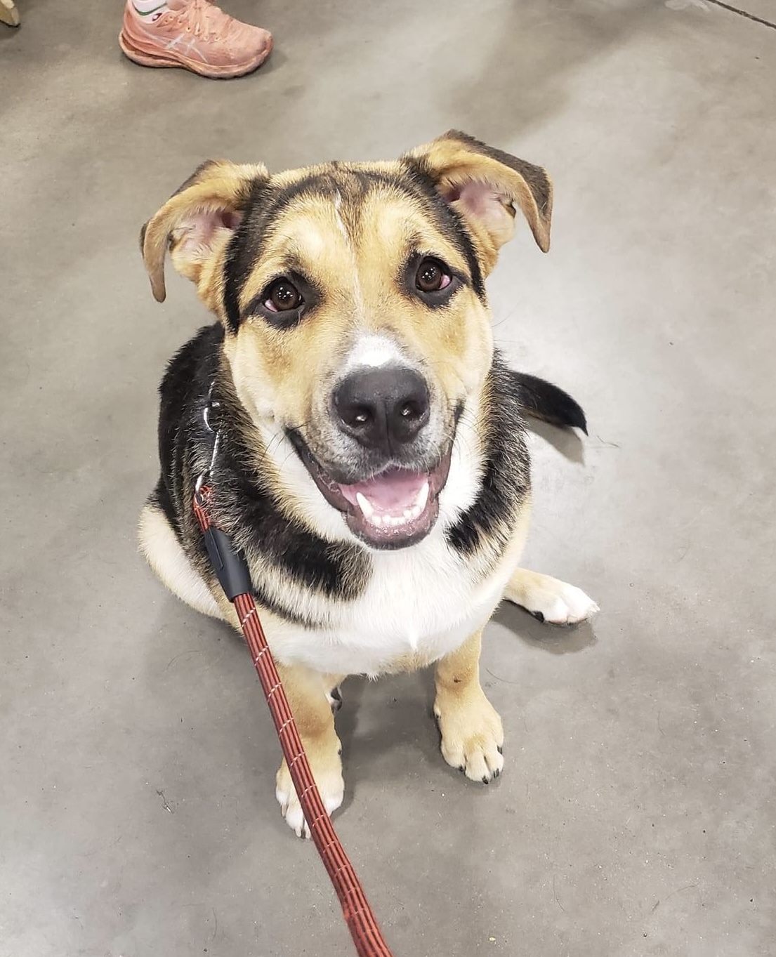 Birdie, a Adoptable mixed breed in Las Vegas, NV image 1/4