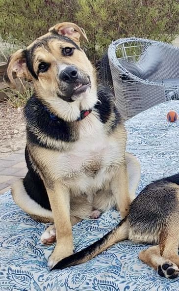 Birdie, a Adoptable mixed breed in Las Vegas, NV image 4/4