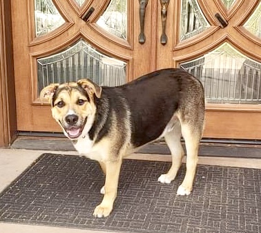 Birdie, a Adoptable mixed breed in Las Vegas, NV image 2/4