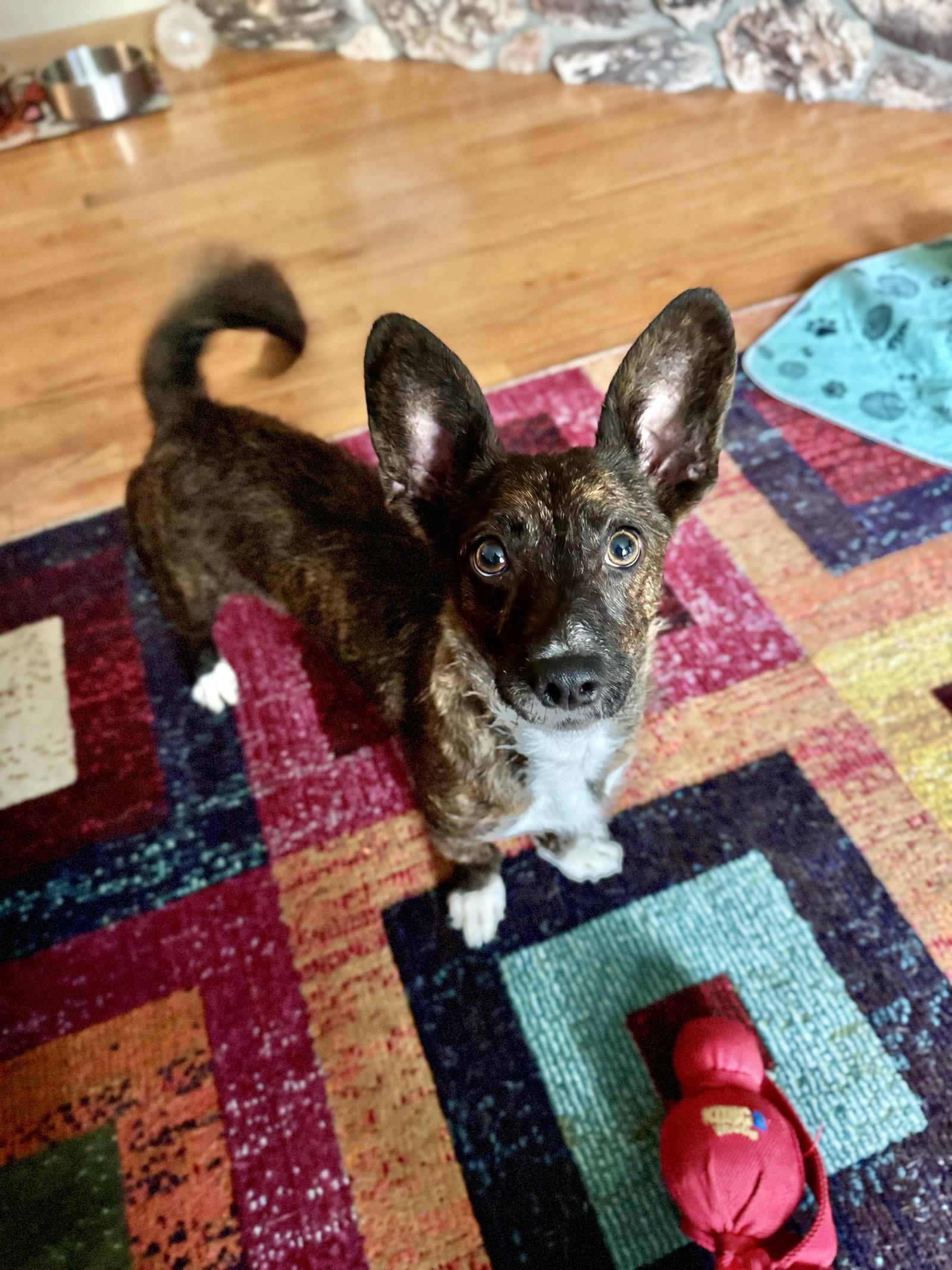 Enlarge Pebbles, a Adoptable mixed breed in Anchorage, AK image 1/2