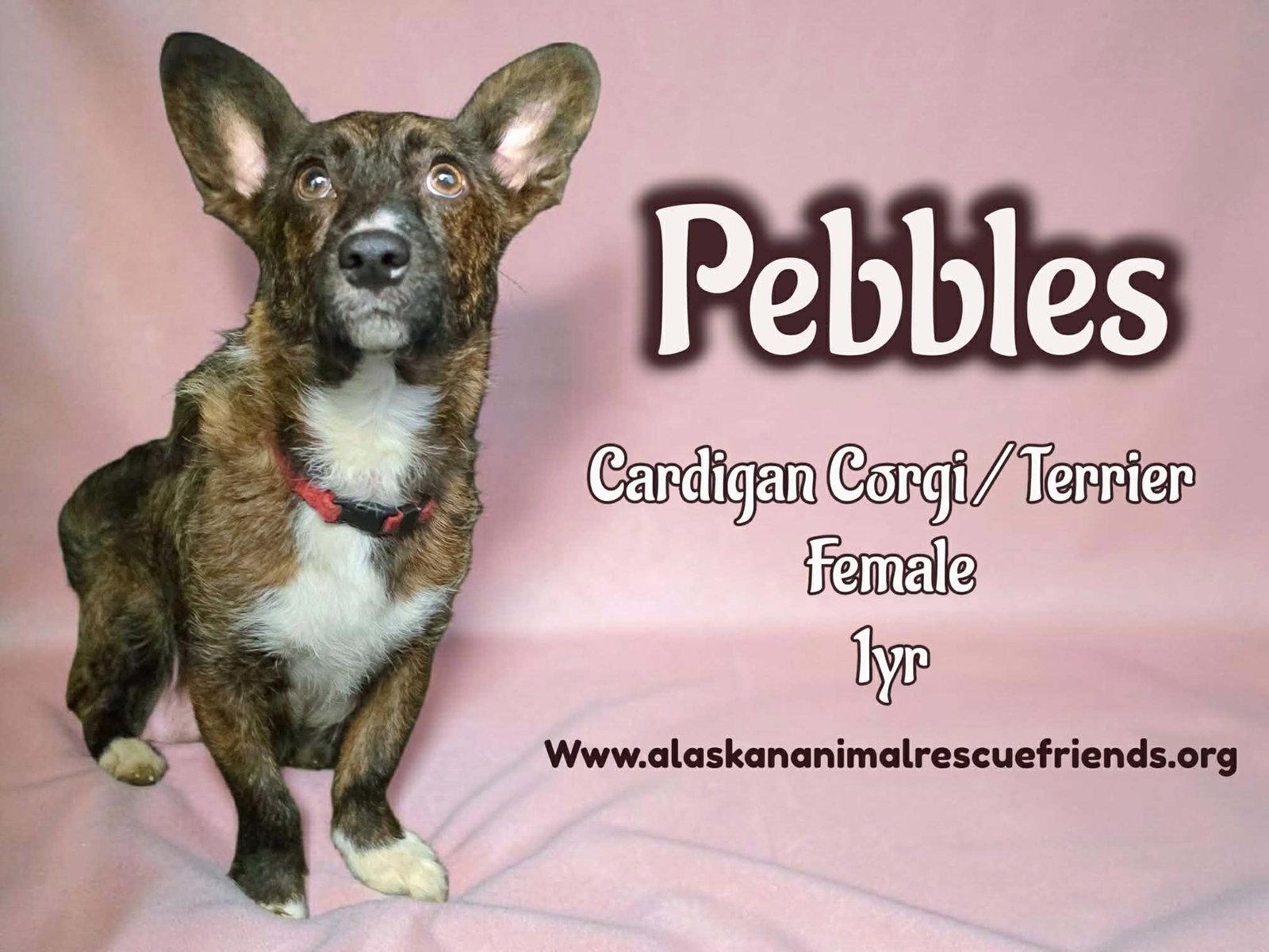 Pebbles, Adoptable, Adult Female Corgi & Terrier.