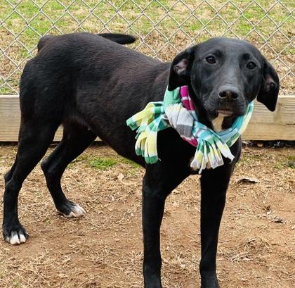 Enlarge Joan Of Bark $85 fostered, a Adoptable mixed breed in Seneca, SC image 1/3