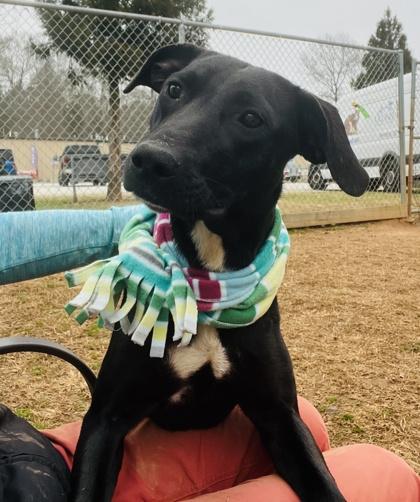 Enlarge Joan Of Bark $85 fostered, a Adoptable mixed breed in Seneca, SC image 2/3