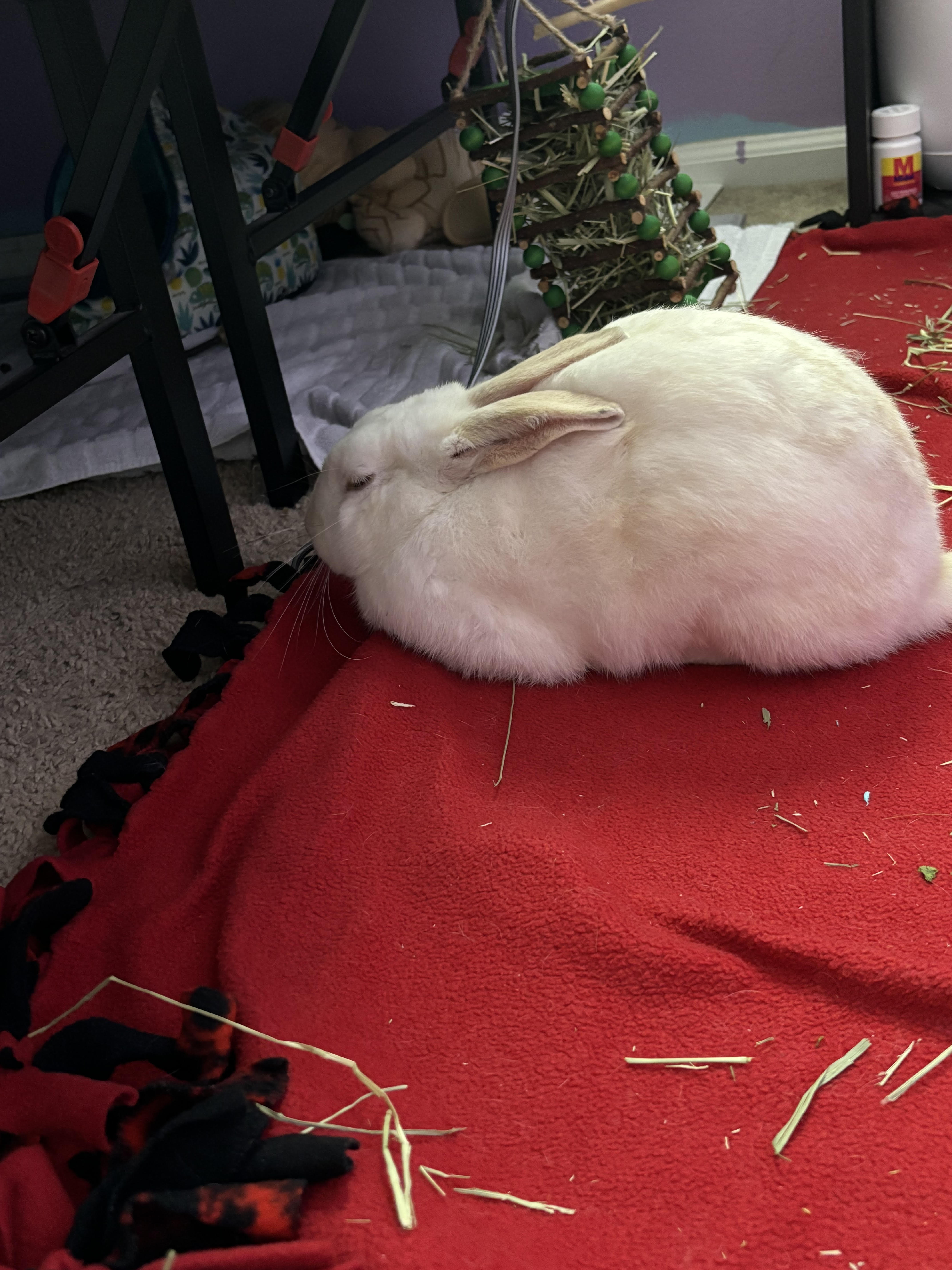 Enlarge Harry, a Adoptable American in Gig Harbor, WA image 2/3