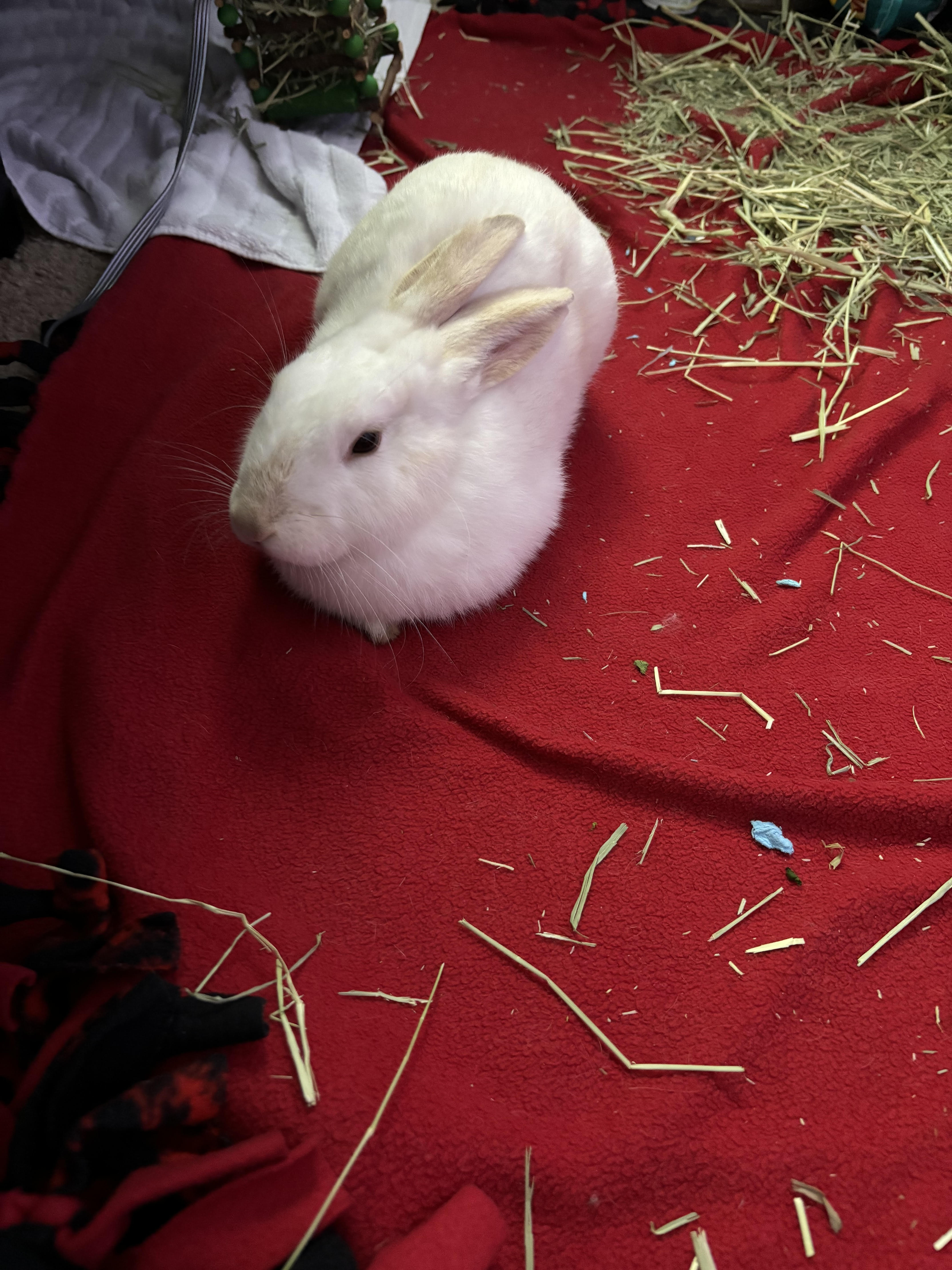 Enlarge Harry, a Adoptable American in Gig Harbor, WA image 3/3