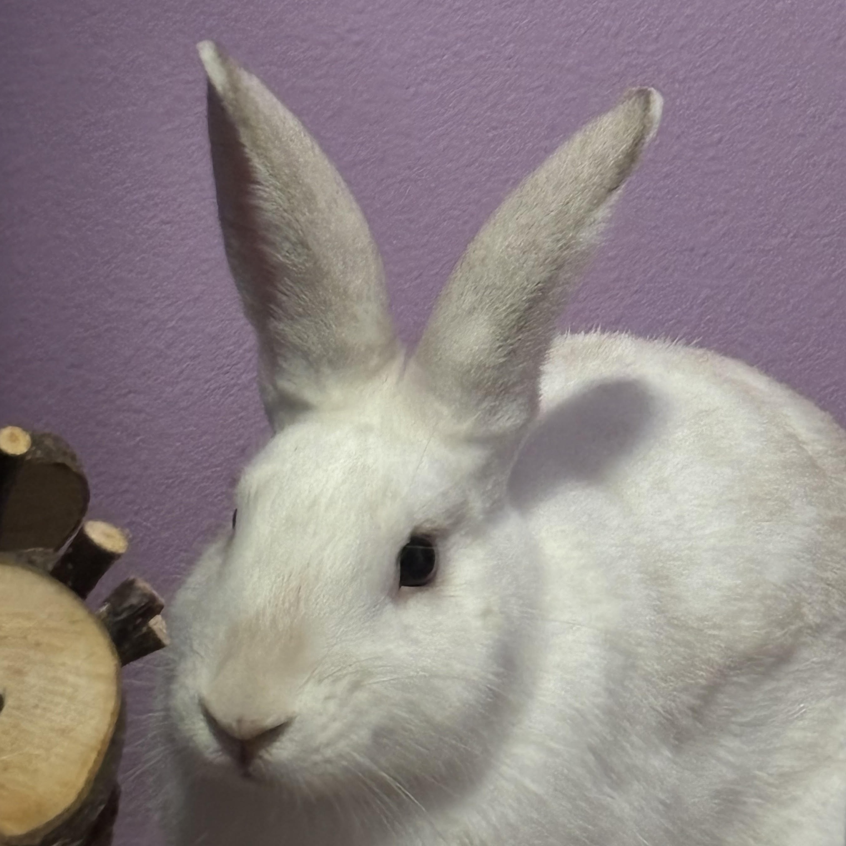 Harry, Adoptable, Adult Male American.