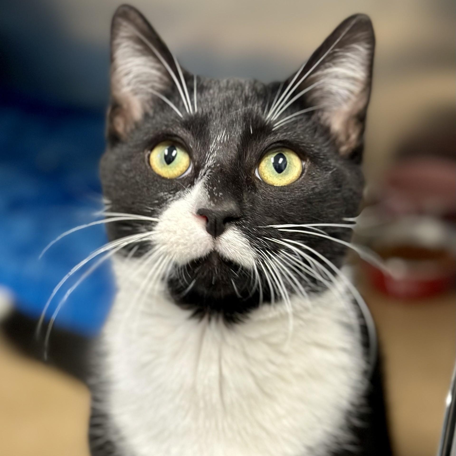 Pascal, a Adoptable Domestic Short Hair in Manahawkin, NJ image 1/2