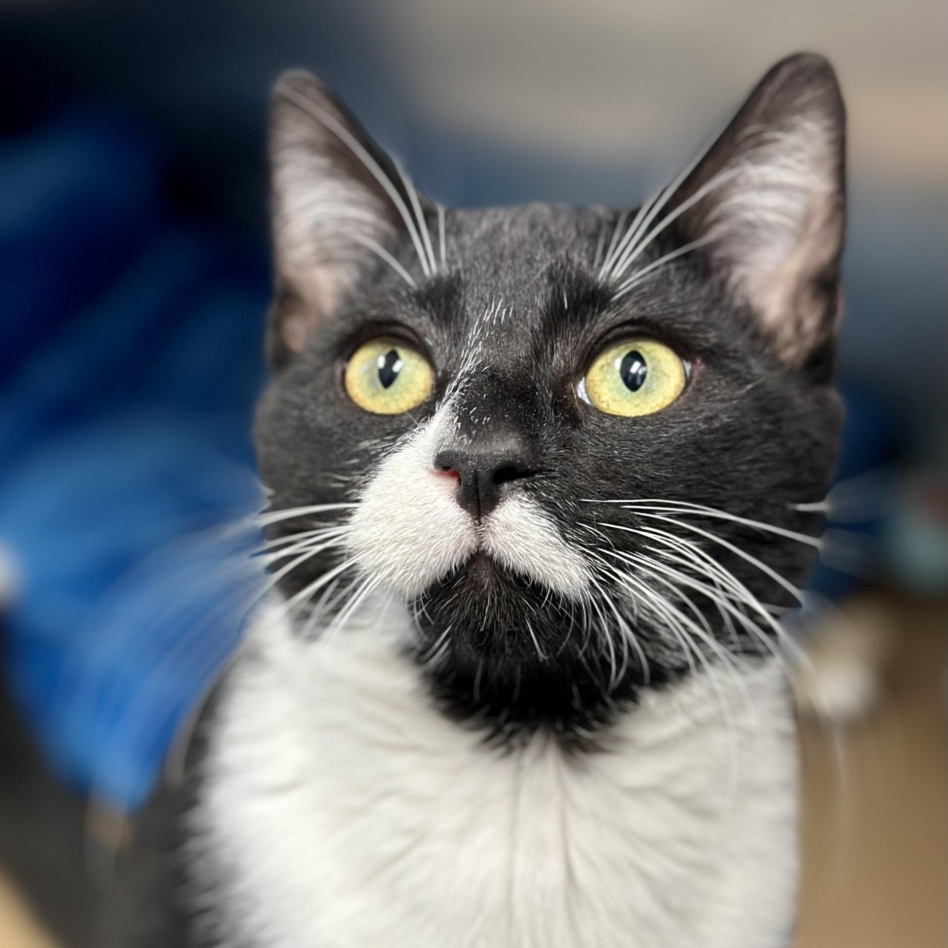 Pascal, a Adoptable Domestic Short Hair in Manahawkin, NJ image 2/2