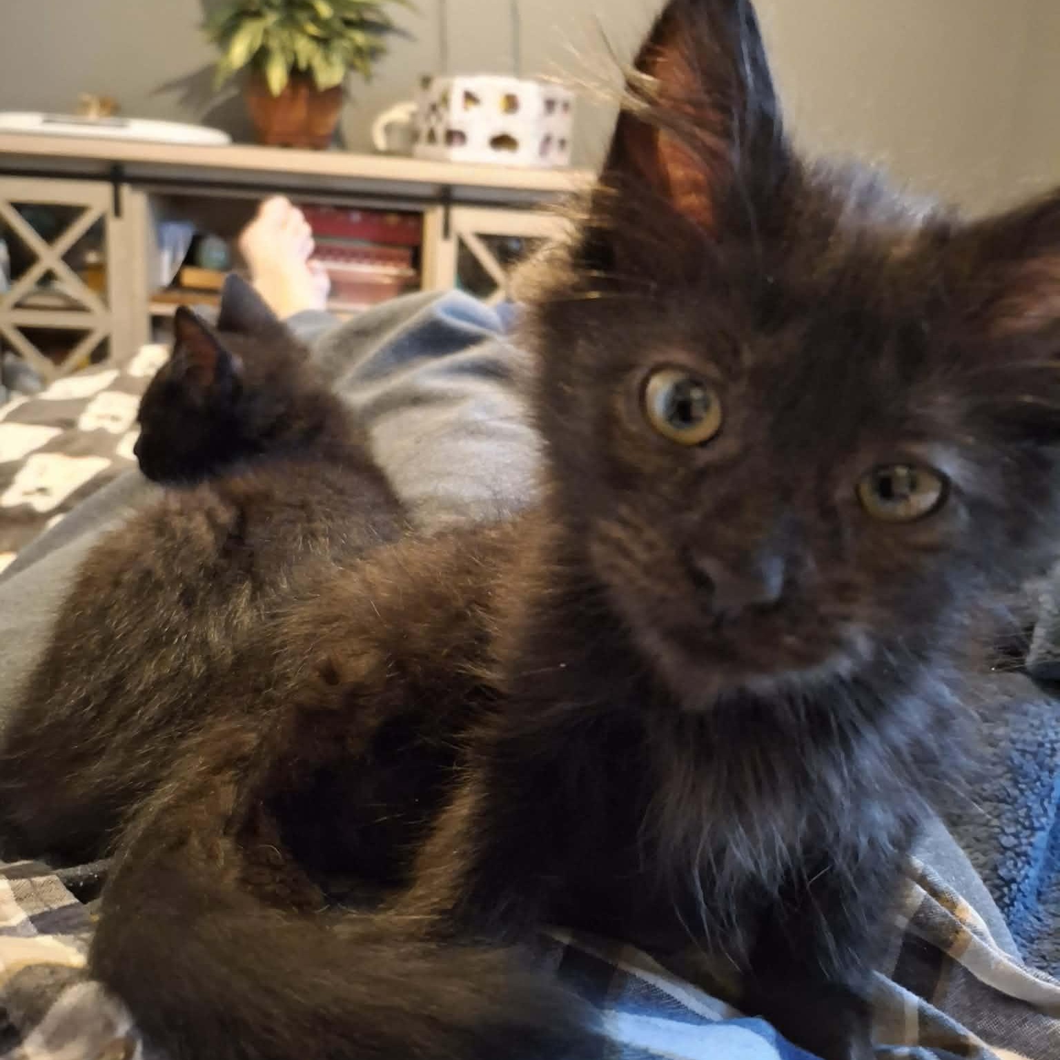 Enlarge Boo, an adopted Domestic Medium Hair in Vine Grove, KY image 5/5