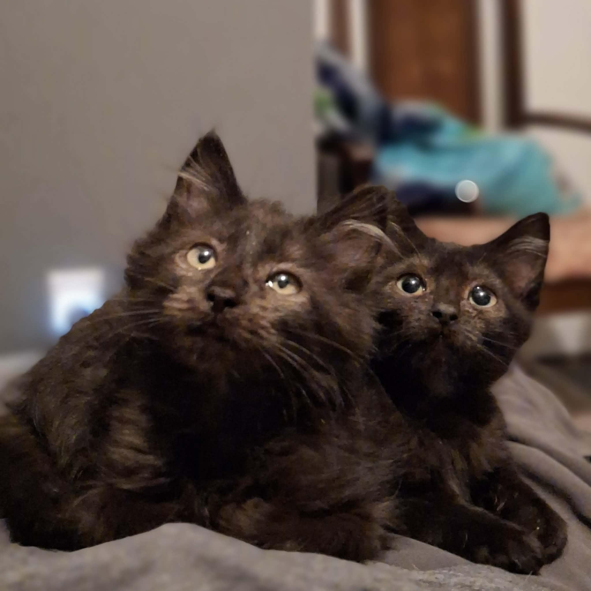 Enlarge Boo, an adopted Domestic Medium Hair in Vine Grove, KY image 4/5