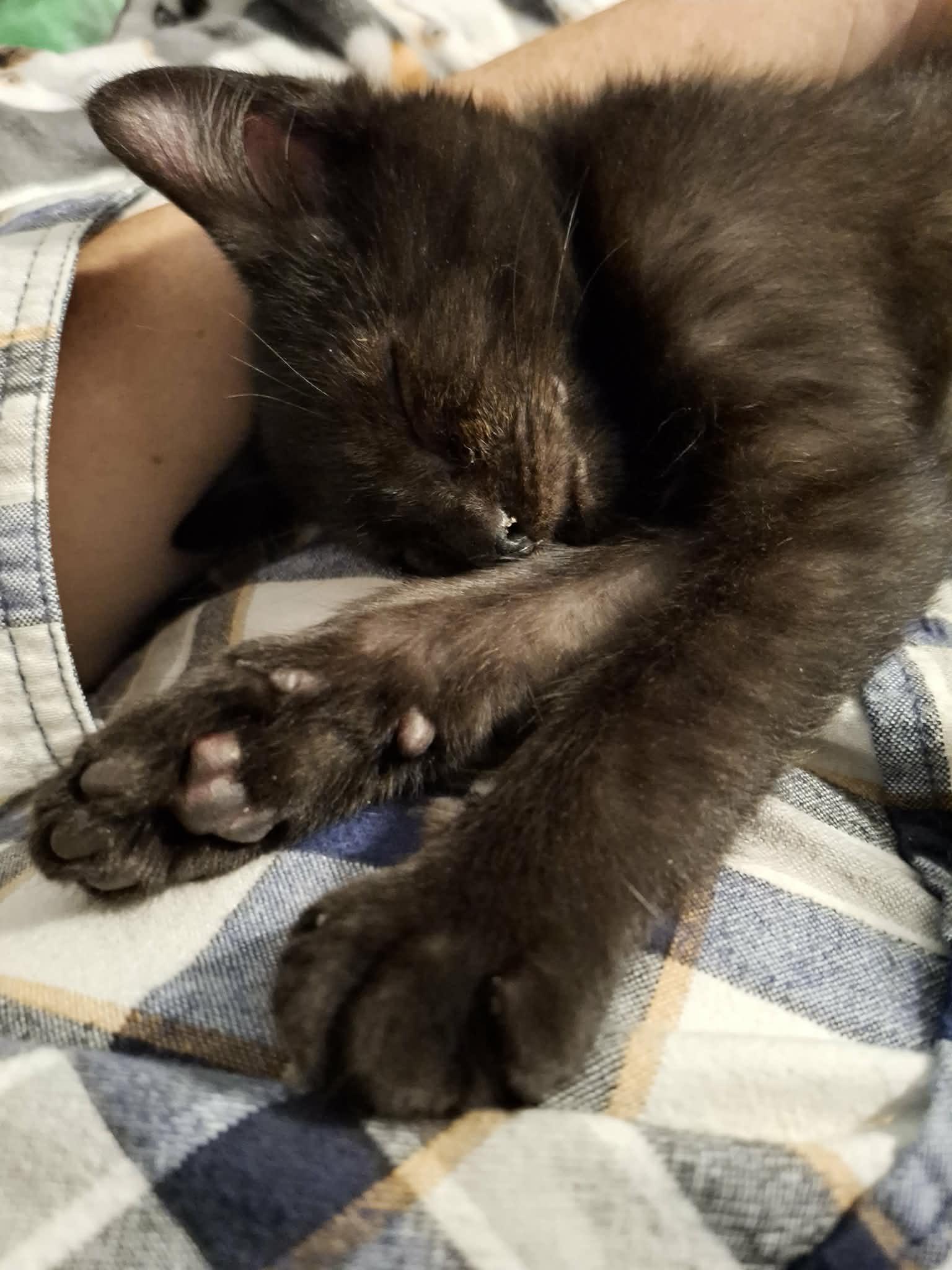 Enlarge Boo, an adopted Domestic Medium Hair in Vine Grove, KY image 2/5