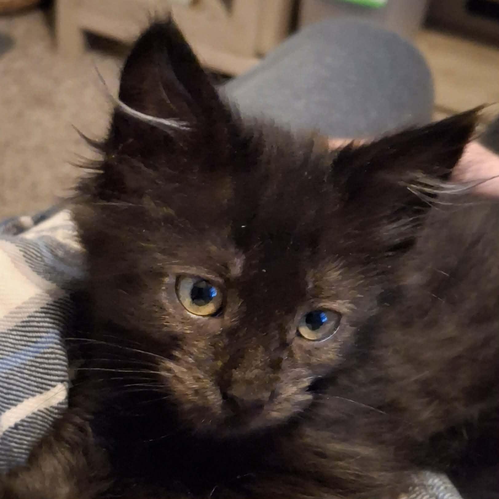 Enlarge Boo, an adopted Domestic Medium Hair in Vine Grove, KY image 3/5