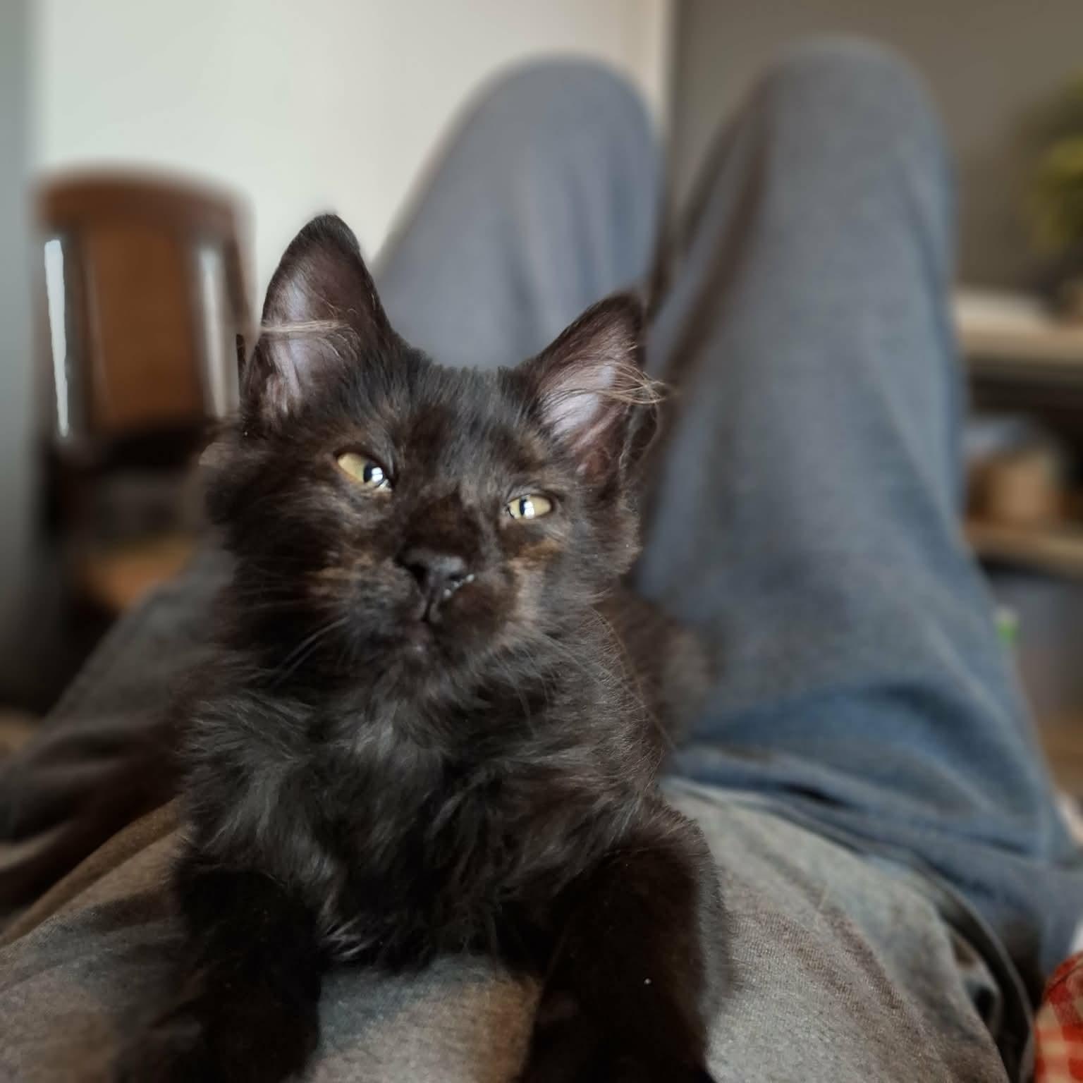 Enlarge Boo, an adopted Domestic Medium Hair in Vine Grove, KY image 1/5