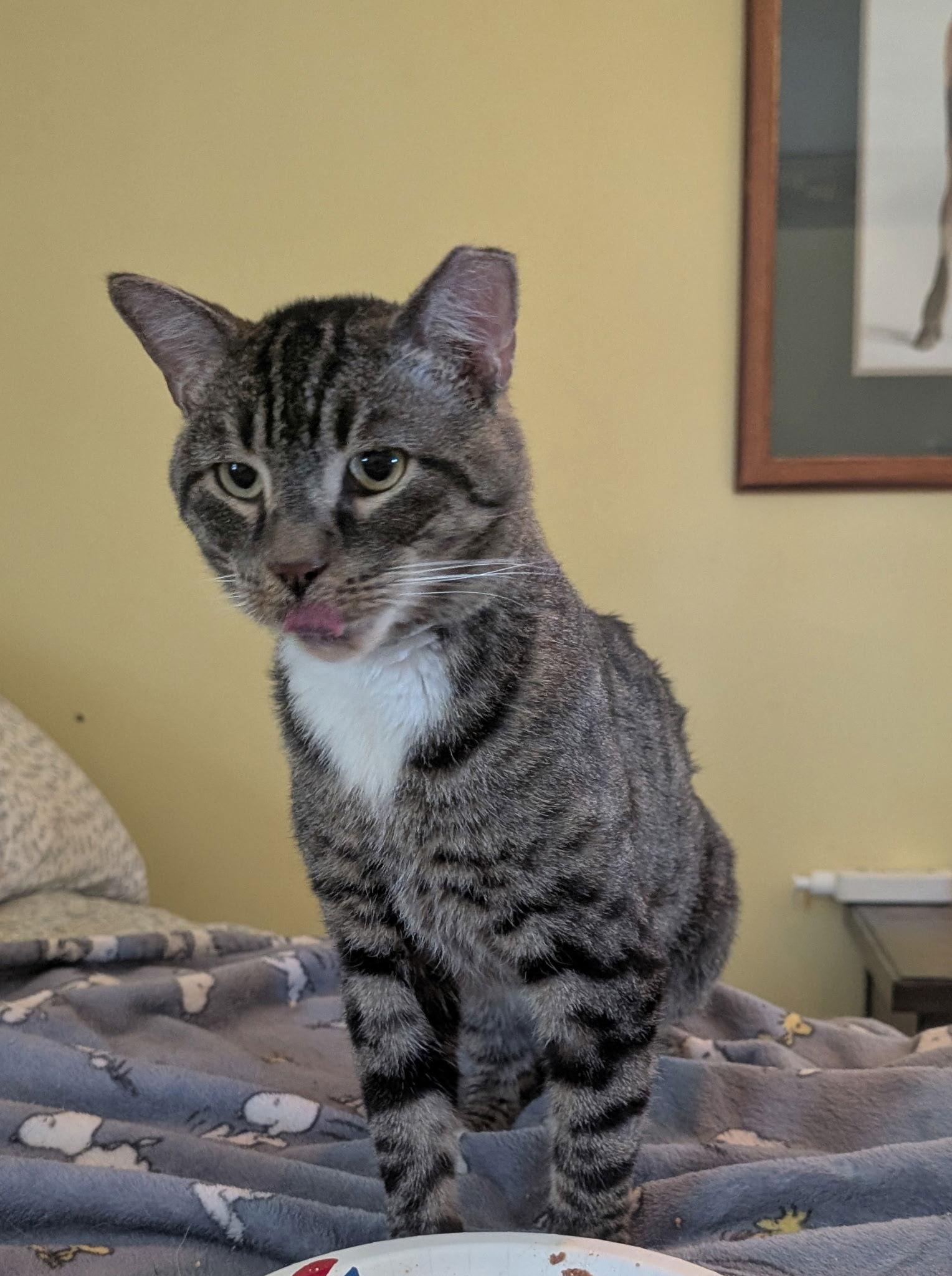 Fargo RM, Adoptable, Adult Male Domestic Short Hair.
