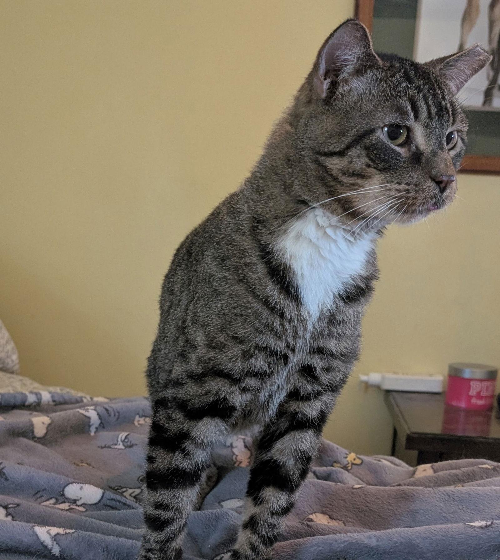 Enlarge Fargo RM, a Adoptable Domestic Short Hair in Rockaway, NJ image 2/2