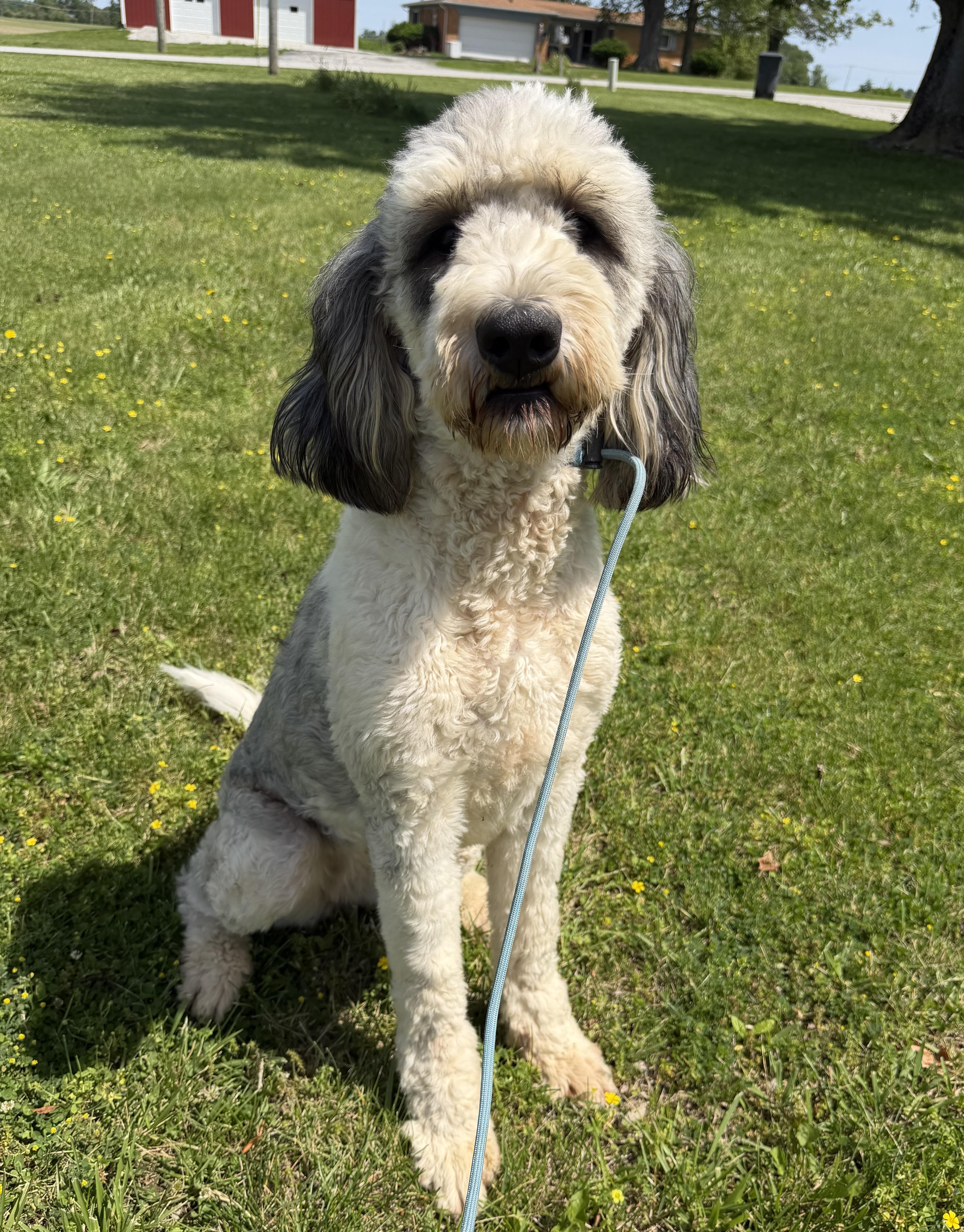 Chloe, an adoptable mixed breed in Indianapolis, IN image 1/4