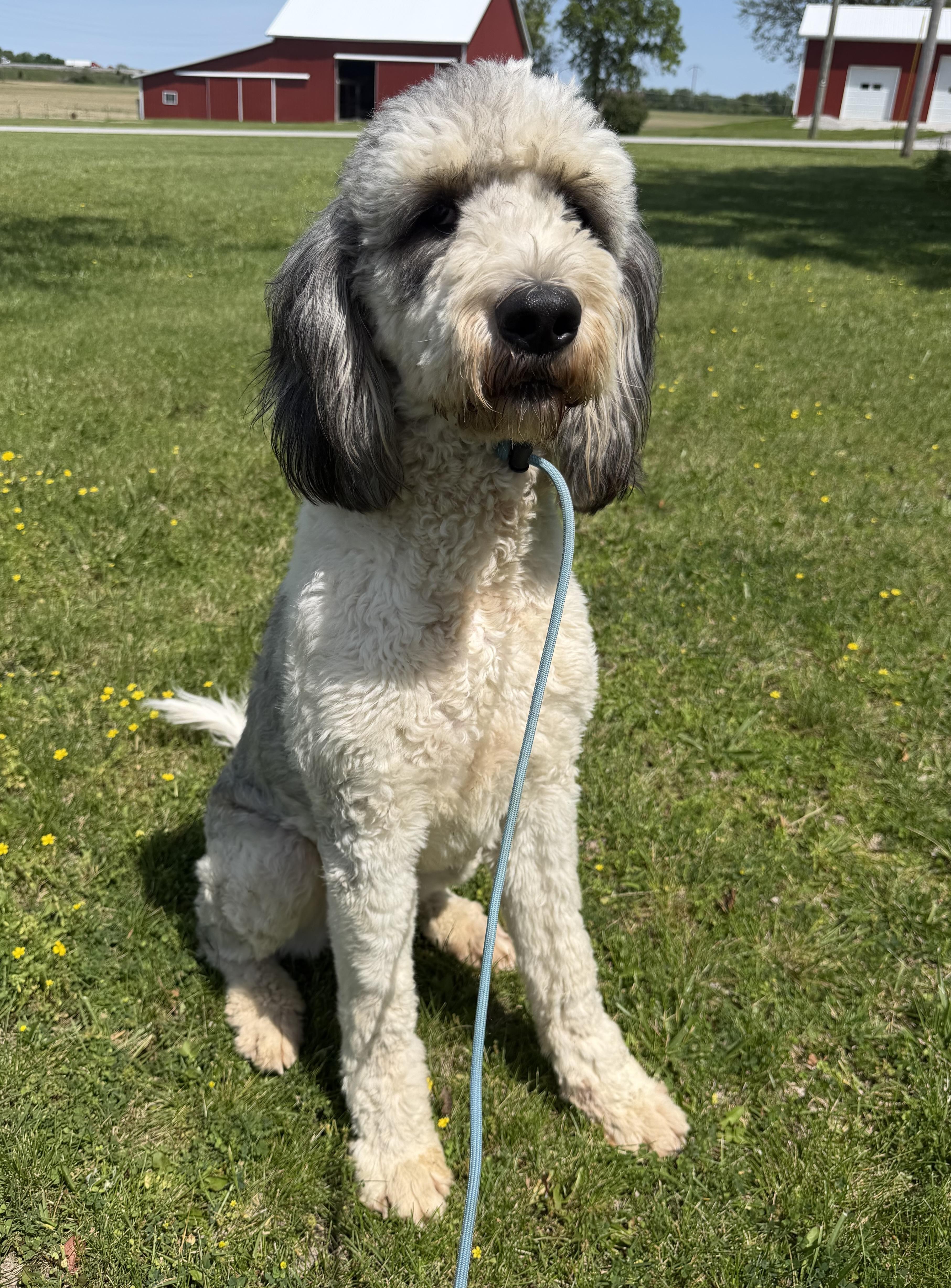Chloe, an adoptable mixed breed in Indianapolis, IN image 2/4