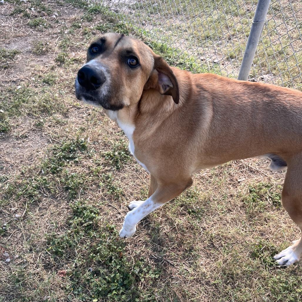 Enlarge Huey, a Adoptable Anatolian Shepherd in Corpus Christi, TX image 1/6