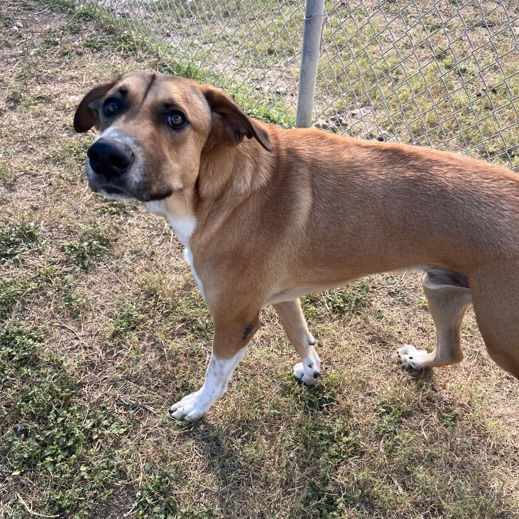 Enlarge Huey, a Adoptable Anatolian Shepherd in Corpus Christi, TX image 2/6