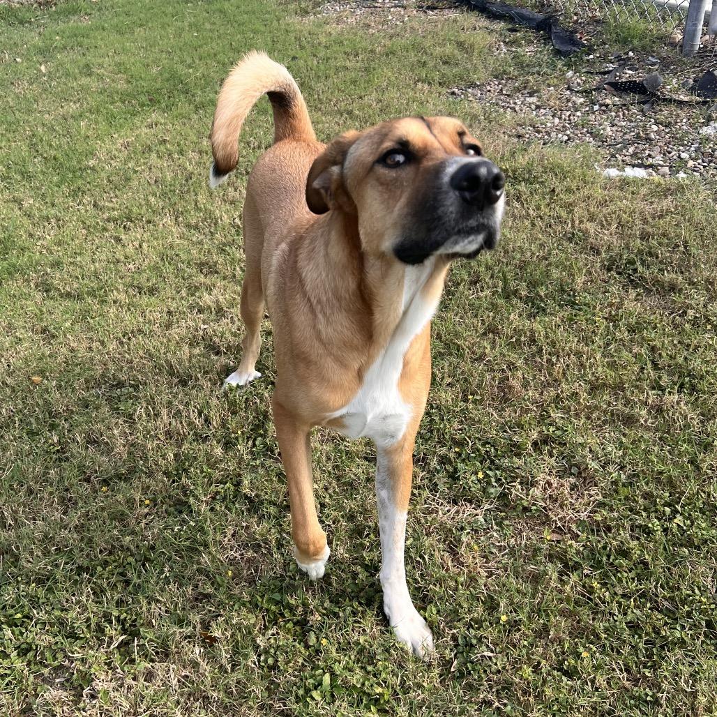Enlarge Huey, a Adoptable Anatolian Shepherd in Corpus Christi, TX image 3/6