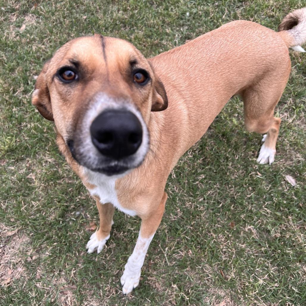 Enlarge Huey, a Adoptable Anatolian Shepherd in Corpus Christi, TX image 4/6