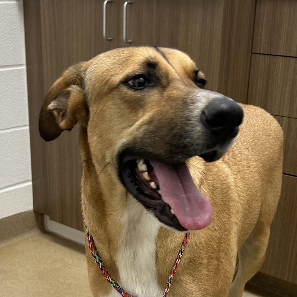 Enlarge Huey, a Adoptable Anatolian Shepherd in Corpus Christi, TX image 5/6