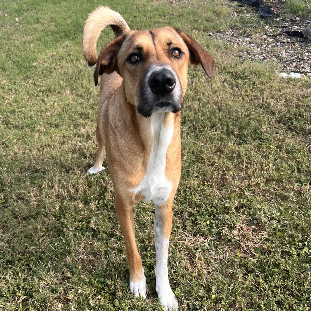 Enlarge Huey, a Adoptable Anatolian Shepherd in Corpus Christi, TX image 6/6