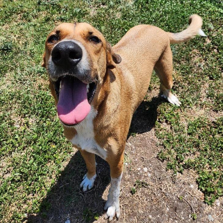 Enlarge Huey, a Adoptable mixed breed in Corpus Christi, TX image 6/6