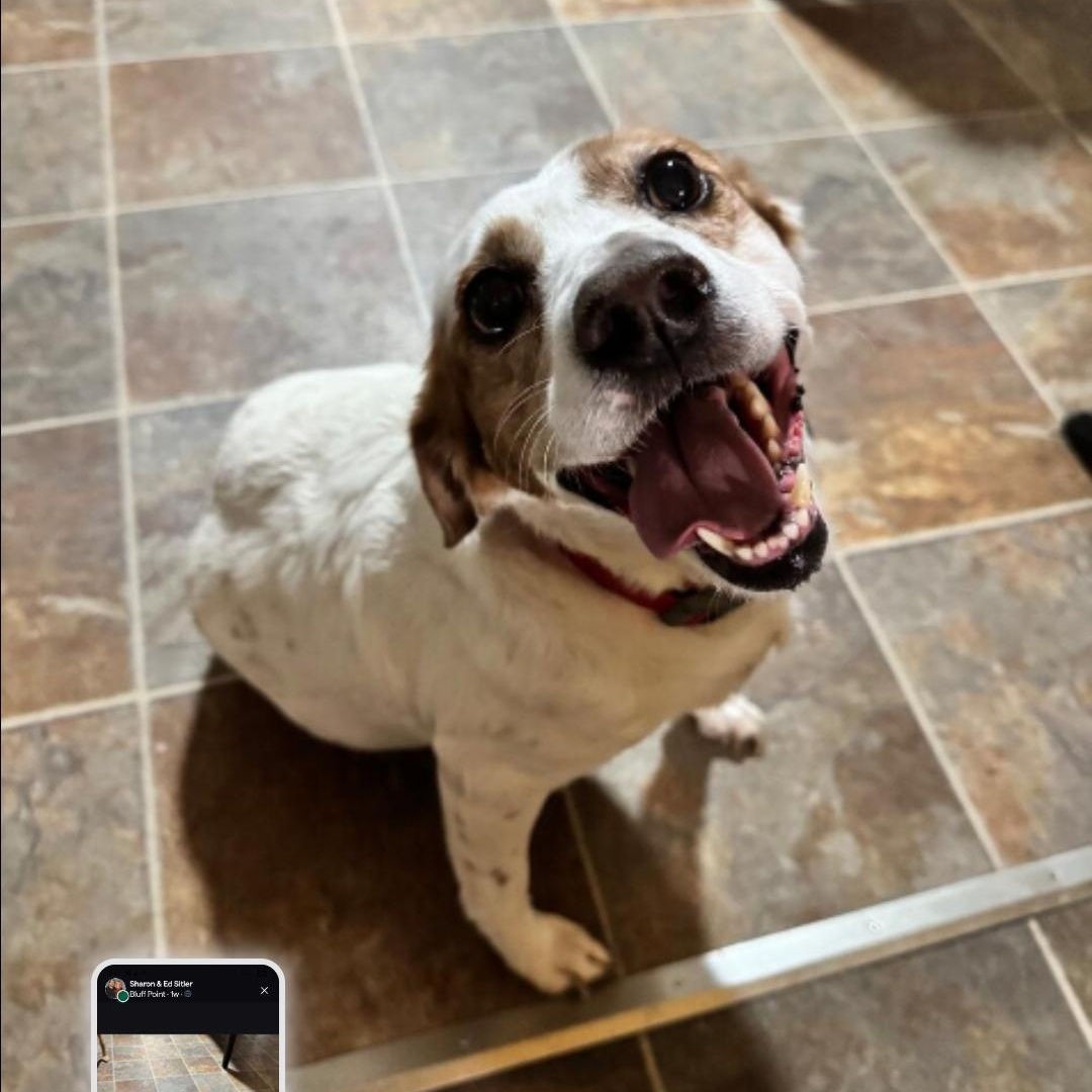 Enlarge Molly, a Adoptable mixed breed in Maryville, TN image 1/1