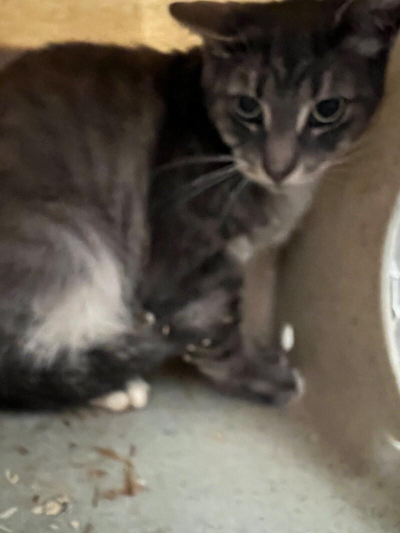 Orwin, Adoptable, Adult Female Domestic Short Hair.