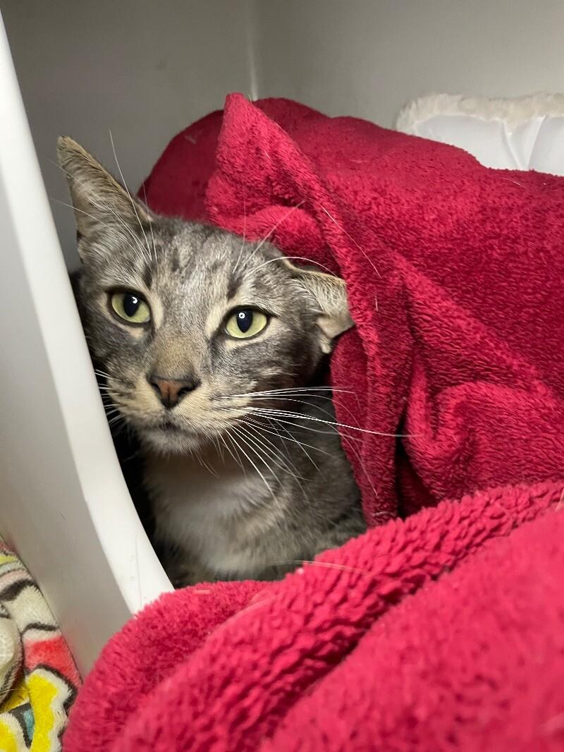 Orwin, a Adoptable Domestic Short Hair in Roanoke, VA image 3/3