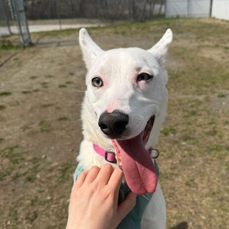Enlarge Lainey, a Adoptable Mixed Breed in Enfield, NH image 1/6