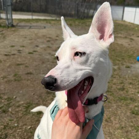 Enlarge Lainey, a Adoptable Mixed Breed in Enfield, NH image 2/6