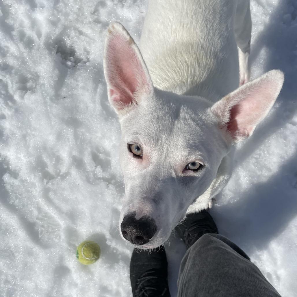 Lainey, a Adoptable Mixed Breed in Enfield, NH image 1/4