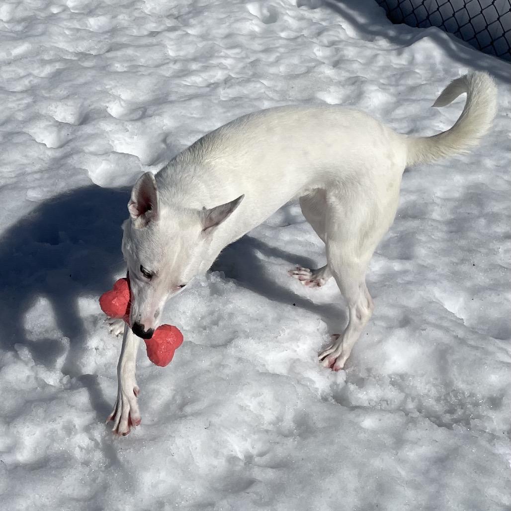 Lainey, a Adoptable Mixed Breed in Enfield, NH image 2/4