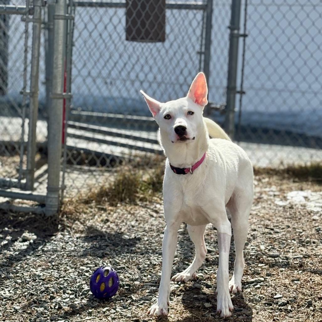 Lainey, a Adoptable Mixed Breed in Enfield, NH image 3/4