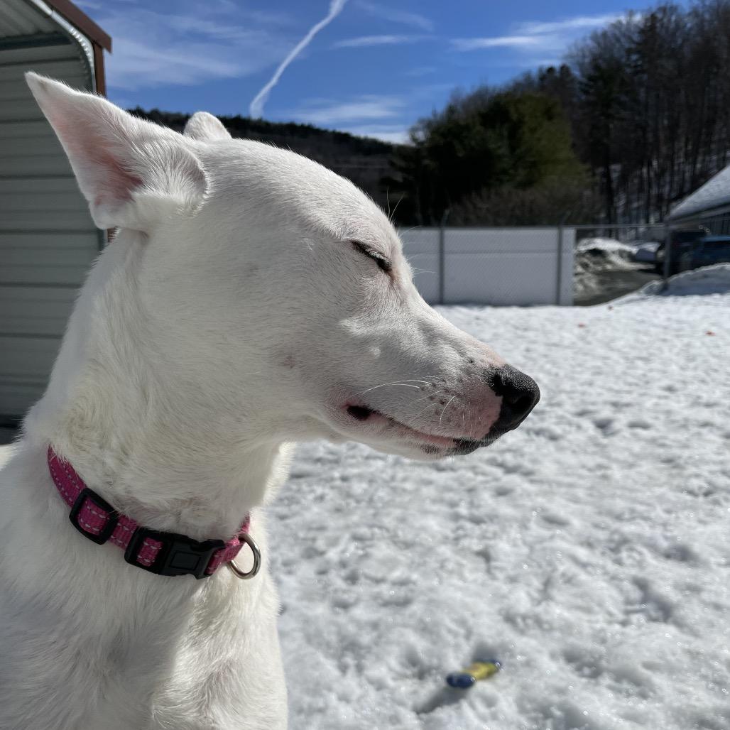 Lainey, a Adoptable Mixed Breed in Enfield, NH image 4/4