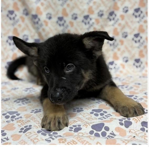 Yoshi, ADOPTABLE, Puppy Male German Shepherd Dog.