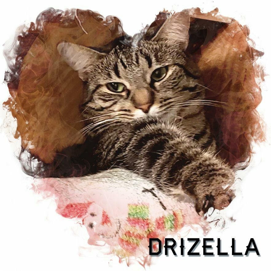 Enlarge Drizella, a Adoptable Domestic Short Hair in Whiting, IN image 10/14